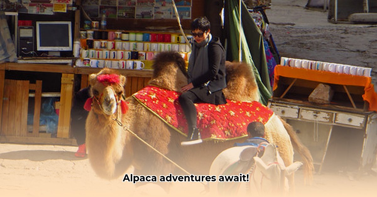 alpaca-boerderij-oosterhout